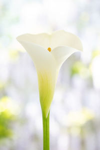 Close-up of white flowering plant