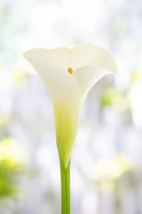 Calla white lily against soft background