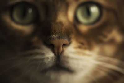 Close-up portrait of cat