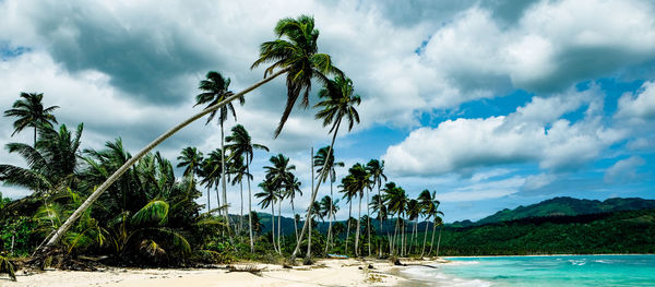 Palm trees on beach against sky