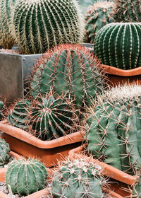 High angle view of succulent plants