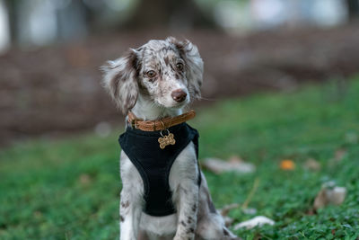 Portrait of dog on field