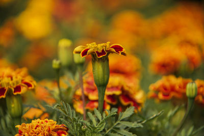 Close-up of yellow flowering plant on field