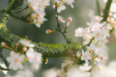 Close-up of white cherry blossom