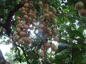 Low angle view of fruits growing on tree