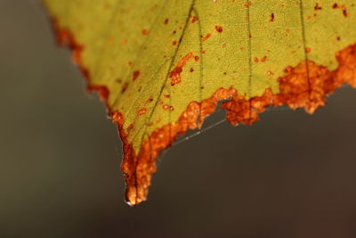 Close-up of autumnal leaf against blurred background