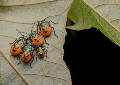 Close-up of insect on leaf