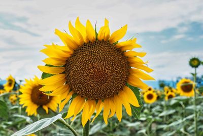 Close-up of sunflower on field