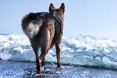 Horse standing on snow covered shore against sky