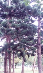 Trees against sky