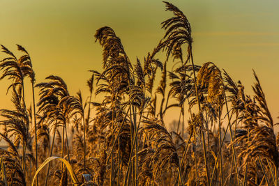 Close-up of stalks in field against sunset sky