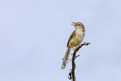 Low angle view of bird perching on branch against clear sky