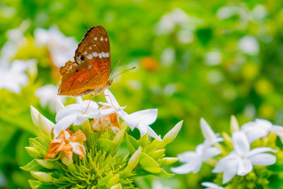 Close-up of butterfly on flower