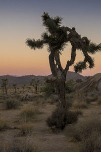 Tree in desert against clear sky