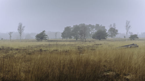 Scenic view of field against clear sky