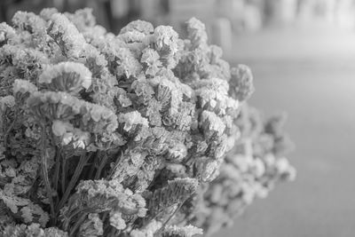 Close-up of white flowering plant