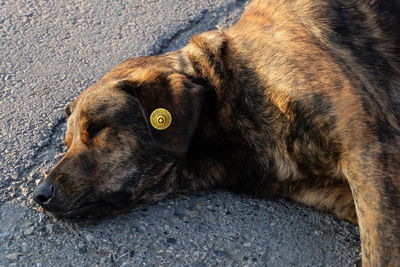 Close-up of dog lying down