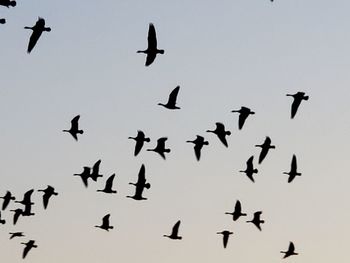 Low angle view of birds flying in the sky