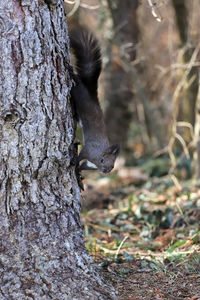 Close-up of squirrel on tree trunk