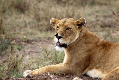 Close-up of lion sitting outdoors