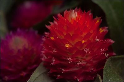 Close-up of red flower blooming outdoors