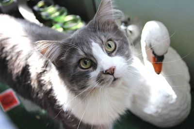 Close-up portrait of cat