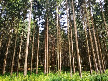 Low angle view of bamboo trees in forest