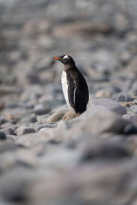 Gentoo penguin stands on shingle in profile