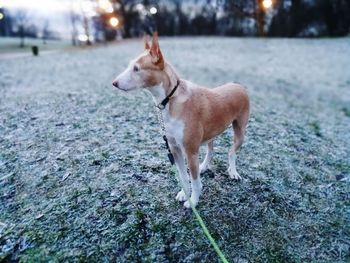 Dog in water