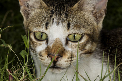 Close-up portrait of tabby cat