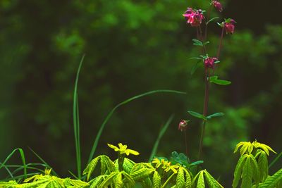 Close-up of flowering plants on land