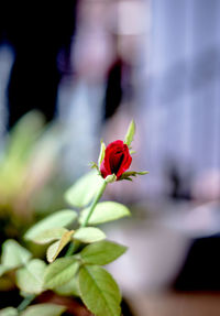 Close-up of red rose