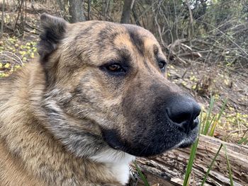 Close-up of dog looking away