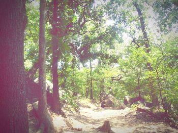 Trees in forest