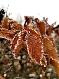 Close-up of frozen plant during winter