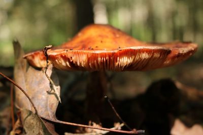 Close-up of mushroom growing outdoors