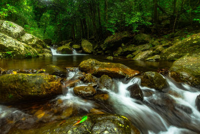 View of waterfall in forest