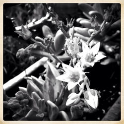 Close-up of flowers blooming outdoors