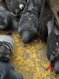 High angle view of birds