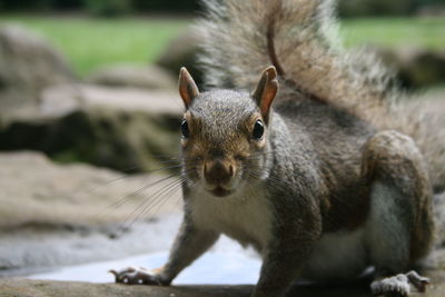 Close-up portrait of squirrel