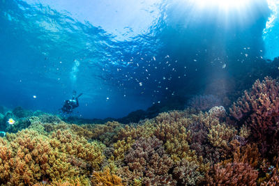 Man swimming in sea