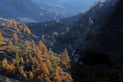 Panoramic view of autumn trees and mountains