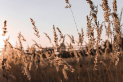 Branches of reeds on the lake in the autumn evening with sunset sunbeams.beige pampas grass close-up