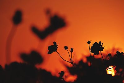 Silhouette of flowering plants against orange sky