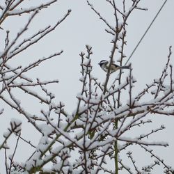 Low angle view of branches against clear sky
