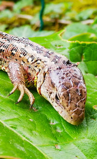 Close-up of lizard on leaves