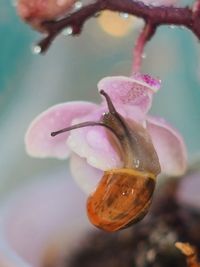 Close-up of wet pink flower