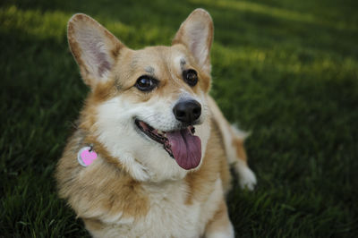 Pembroke welsh corgi sitting on field at park