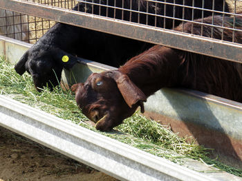 Close-up of damascus goat