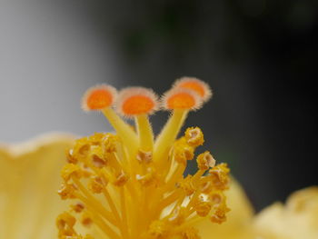 Close-up of orange flowering plant